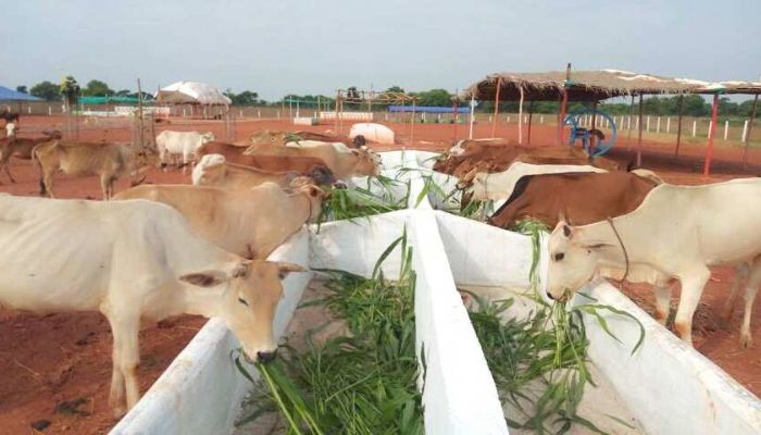 Gau Palan Yojana 2026